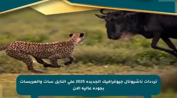 ترددات ناشيونال جيوغرافيك الجديدة 2025 على النايل سات والعربسات بجودة عالية الآن